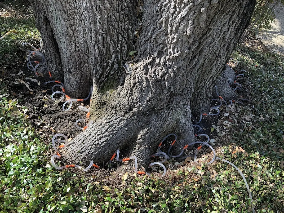 Detailed Tree Cabling and Bracing job site in Chinook