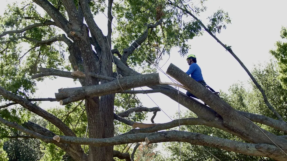 Professional Crown Thinning performed by certified arborists in Chinook