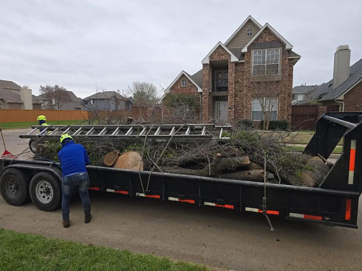 Expert Tree Removal with proper safety equipment in Chinook